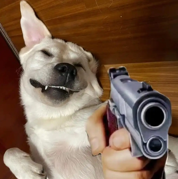 Meme chó cầm súng gây cười