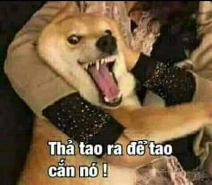 Meme chó cắn bá đạo