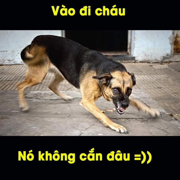 Meme chó cắn chơi