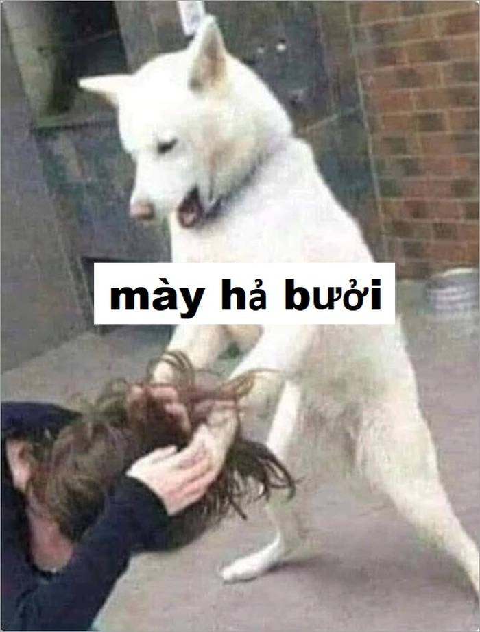 Meme chó cắn cute