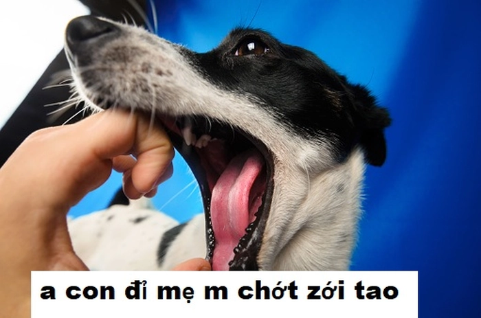 Meme chó cắn tay