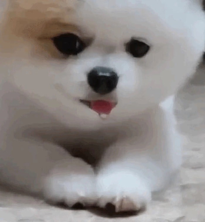 Meme chó chảy dãi biểu cảm hài
