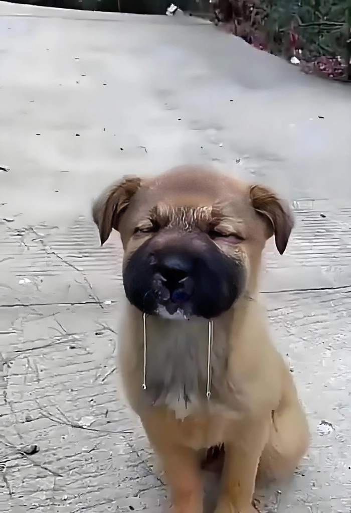 Meme chó chảy dãi meme dễ thương