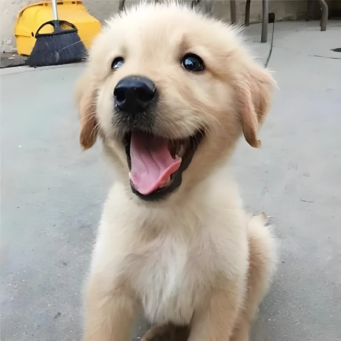 Meme chó chảy nước miếng đáng yêu