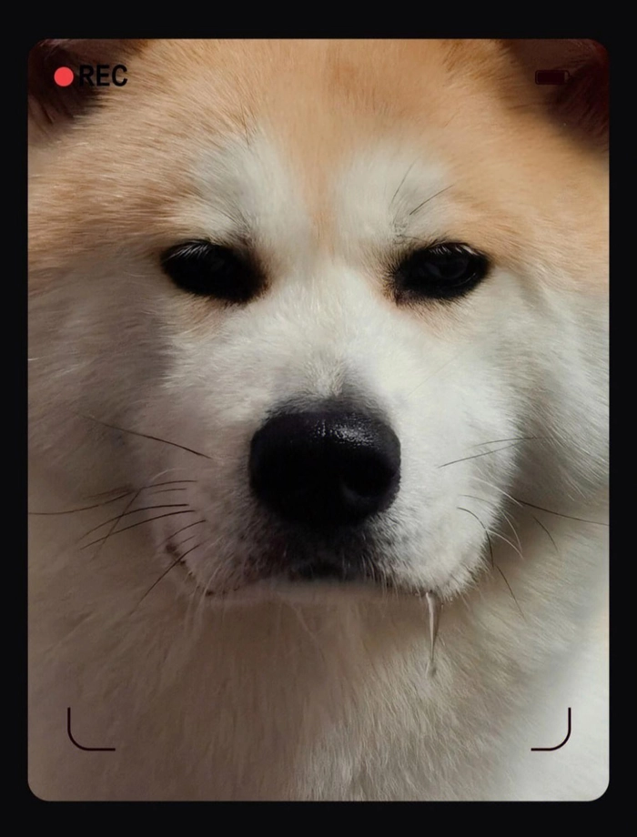 Meme chó chảy nước miếng khó đỡ