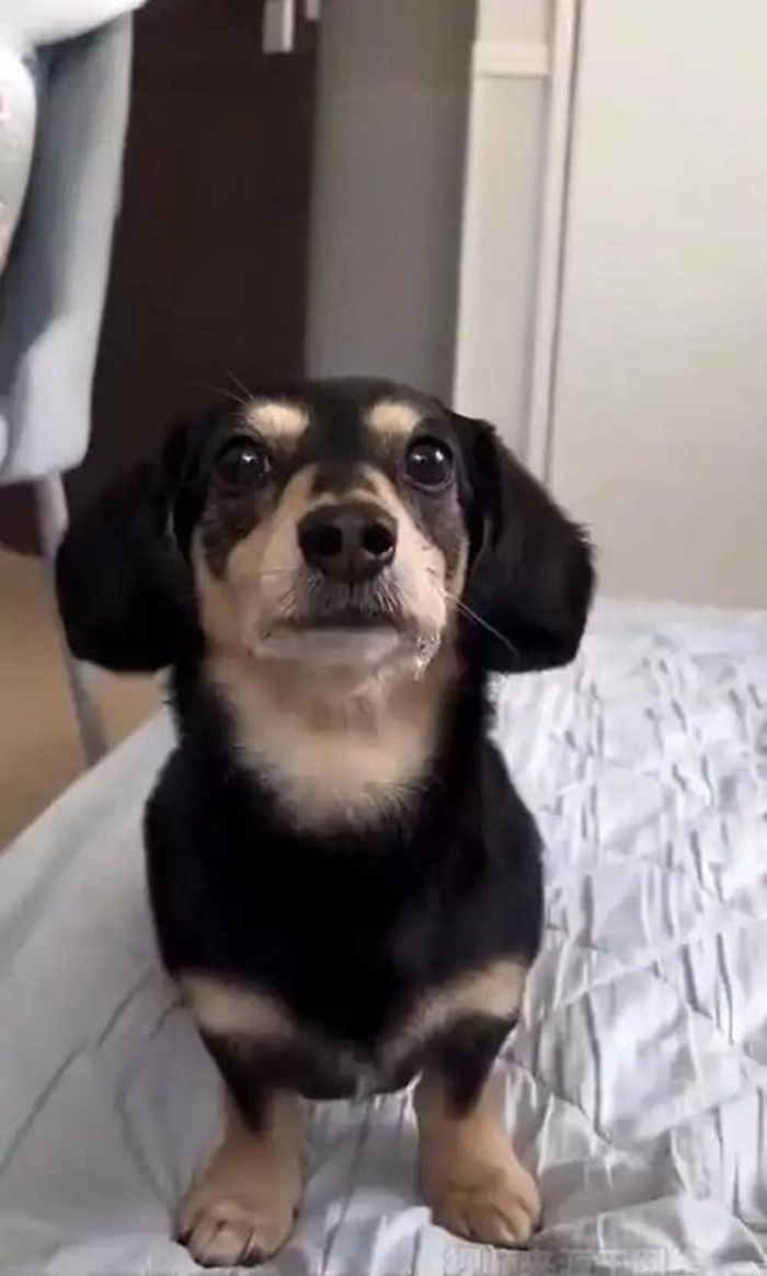 Meme chó chảy nước miếng vì thèm ăn
