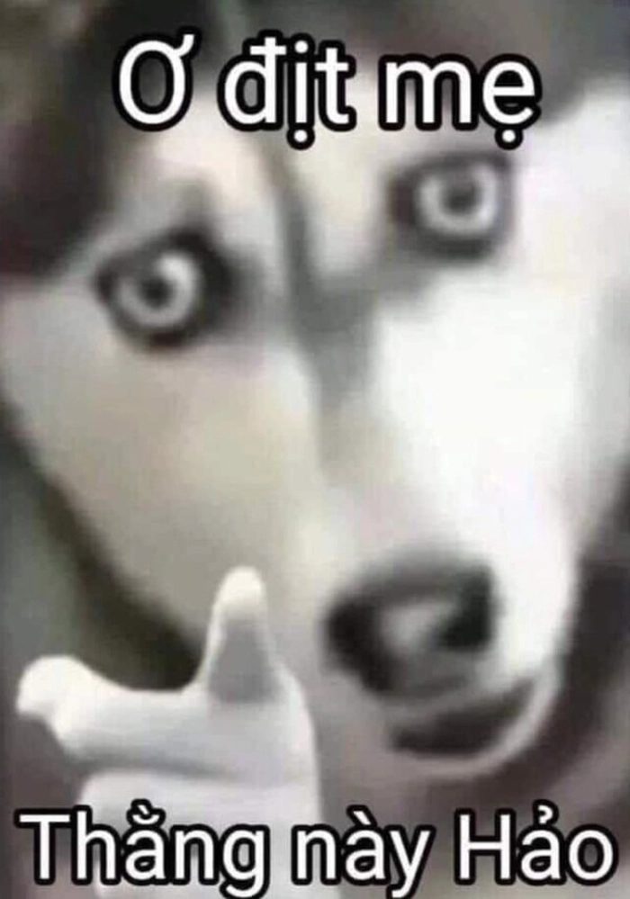 Meme chó chỉ ngón tay trách móc