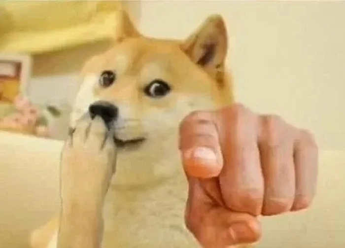 Meme chó chỉ tay giận dỗi