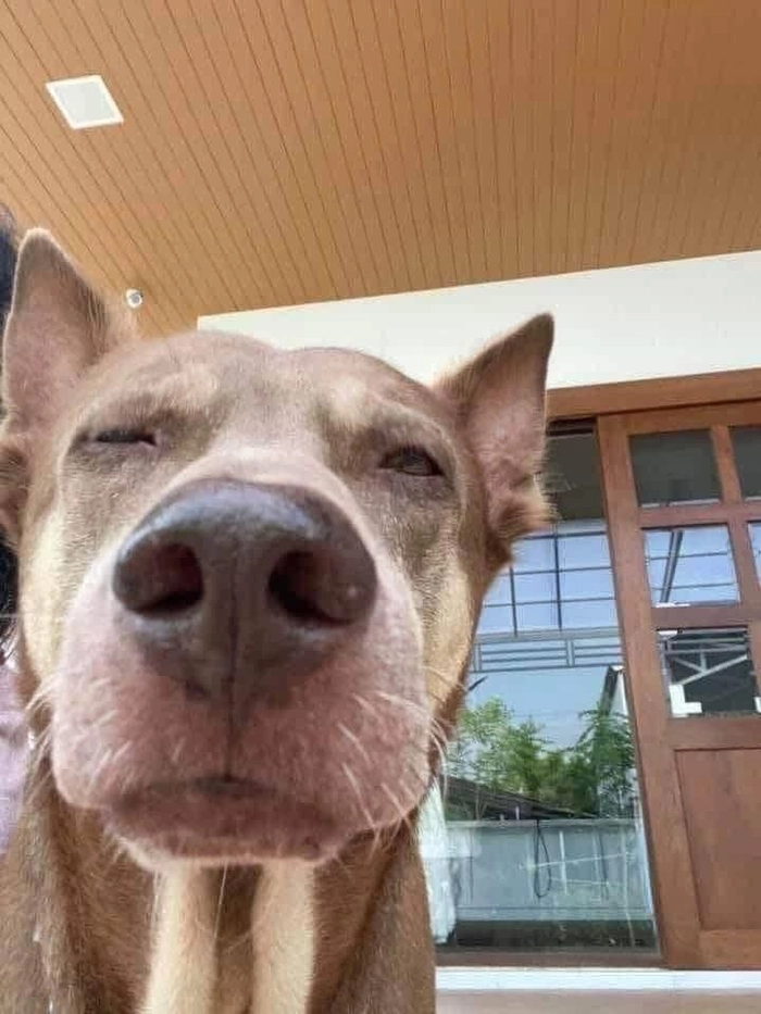 Meme chó cỏ biểu cảm đơ