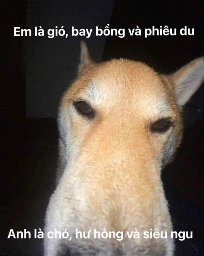 Meme chó cỏ biểu cảm ngáo