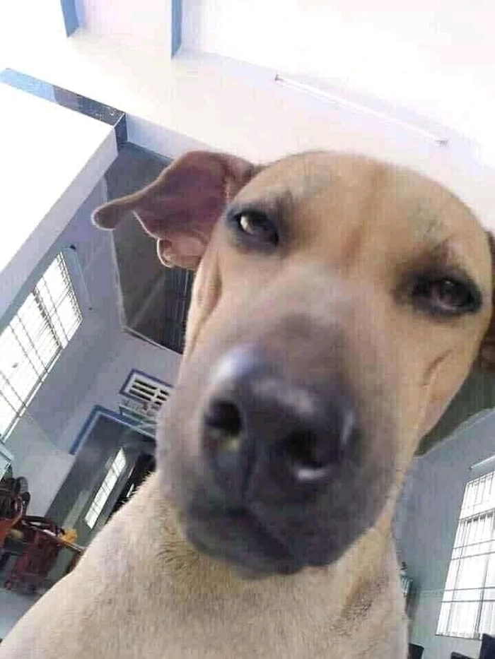 Meme chó cỏ chất chơi