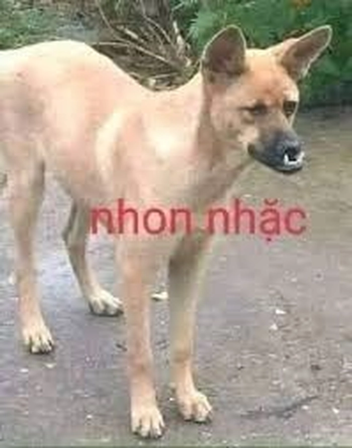 Meme chó cỏ đậm chất Việt