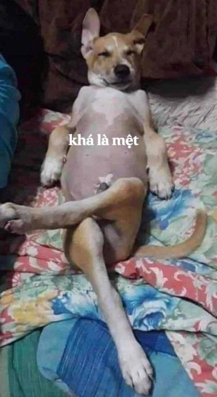Meme chó cỏ đậm chất giải trí