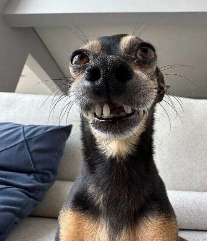 Meme chó cỏ hài không tưởng