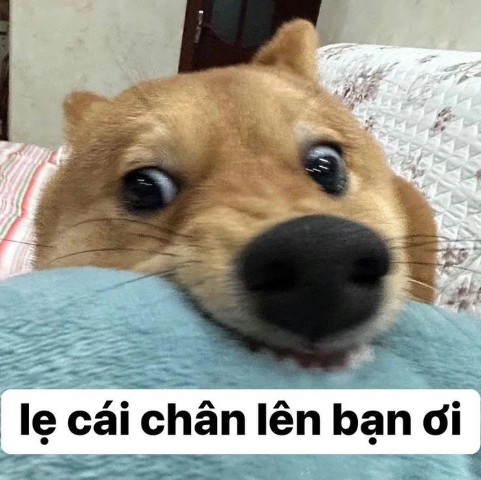 Meme chó cỏ lầy lội