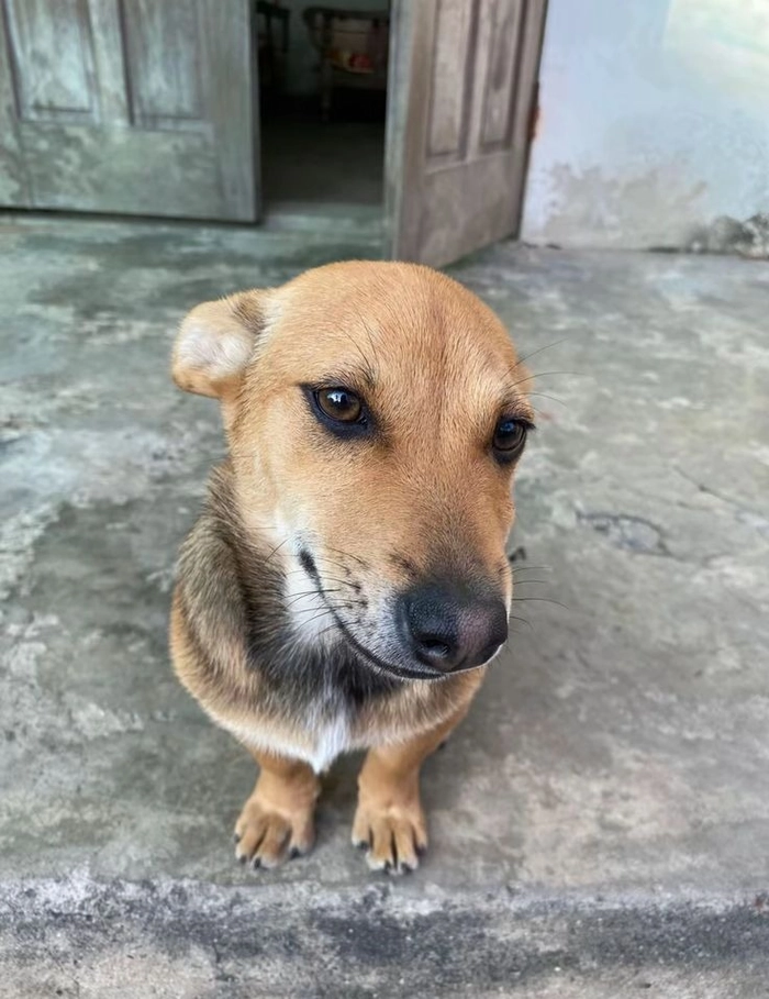 Meme chó cỏ meme chế lầy