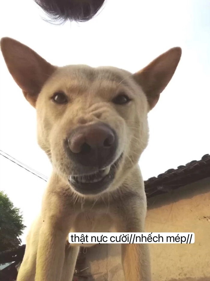 Meme chó cỏ ngáo ngơ dễ thương