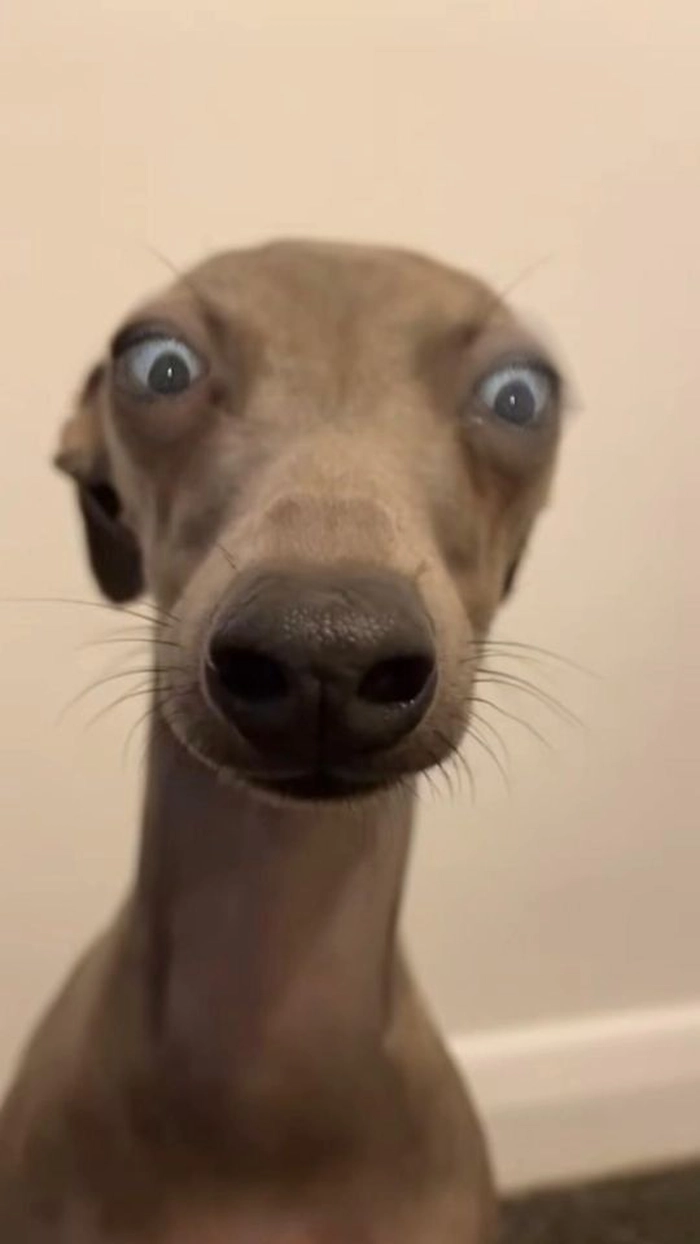 Meme chó cỏ phong cách quê nhà