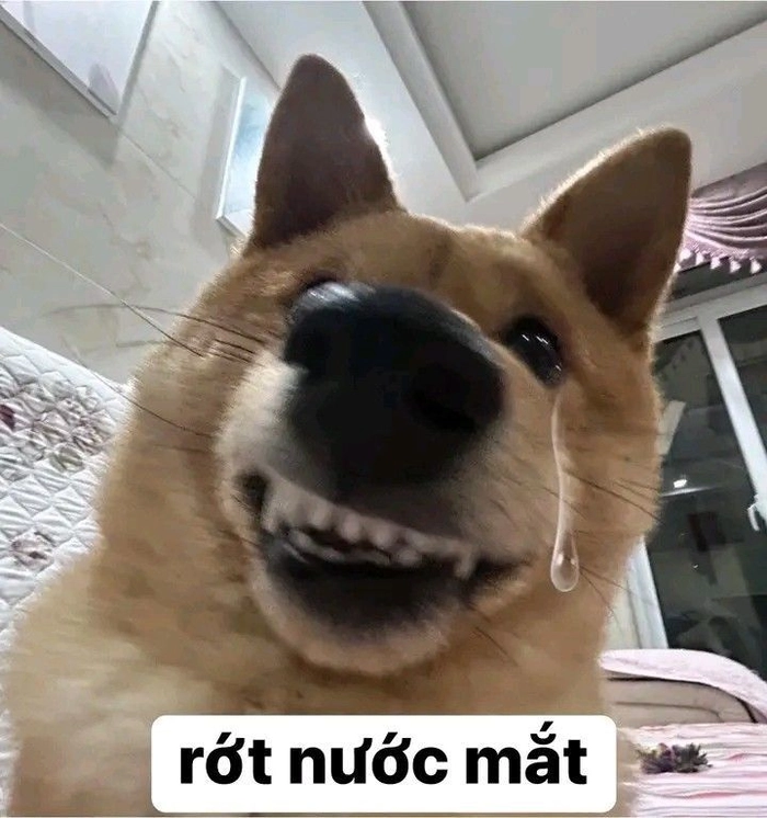 Meme chó cỏ tấu hài cực mạnh