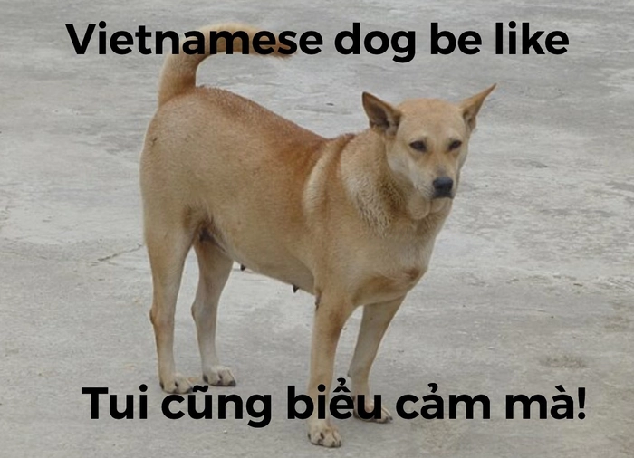 Meme chó cỏ viral mạng