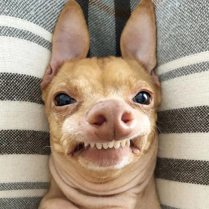 Meme chó cười đểu cực hài