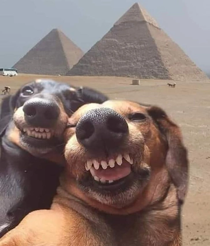 Meme chó cười đểu đỉnh cao