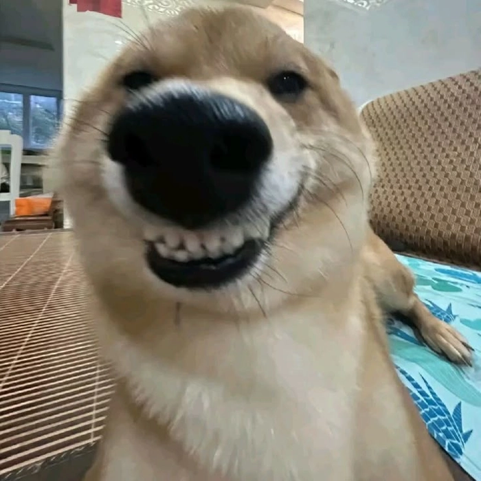 Meme chó cười đểu khó đỡ