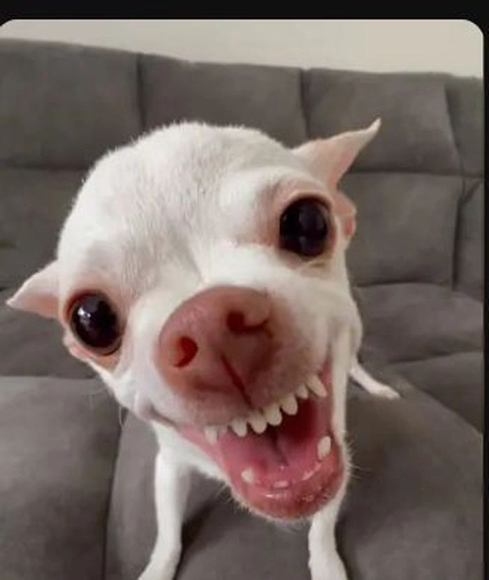 Meme chó cười đểu meme chế hài