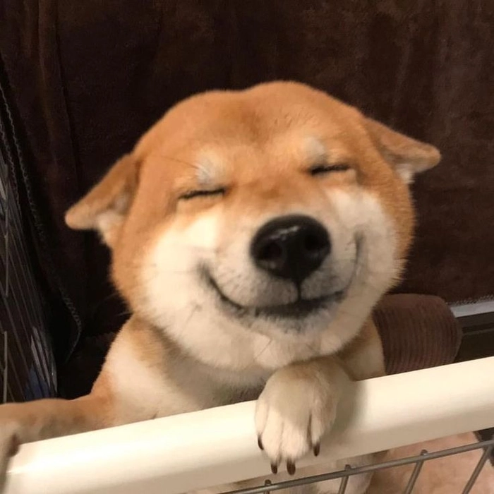 Meme chó cười đểu nham hiểm
