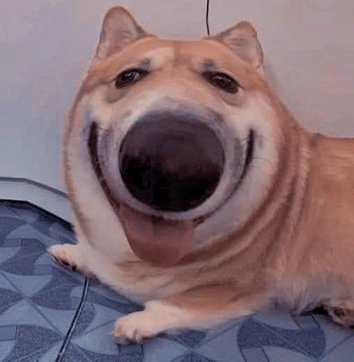 Meme chó cười đểu nhìn là muốn chế