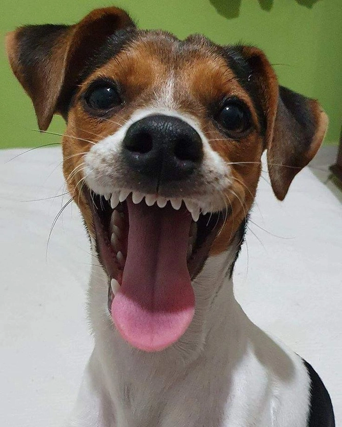 Meme chó cười đểu nhìn phát sợ