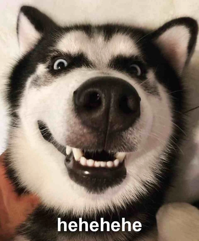 Meme chó cười đểu viral mạng xã hội