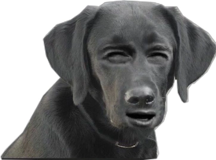 Meme chó đen cười đểu
