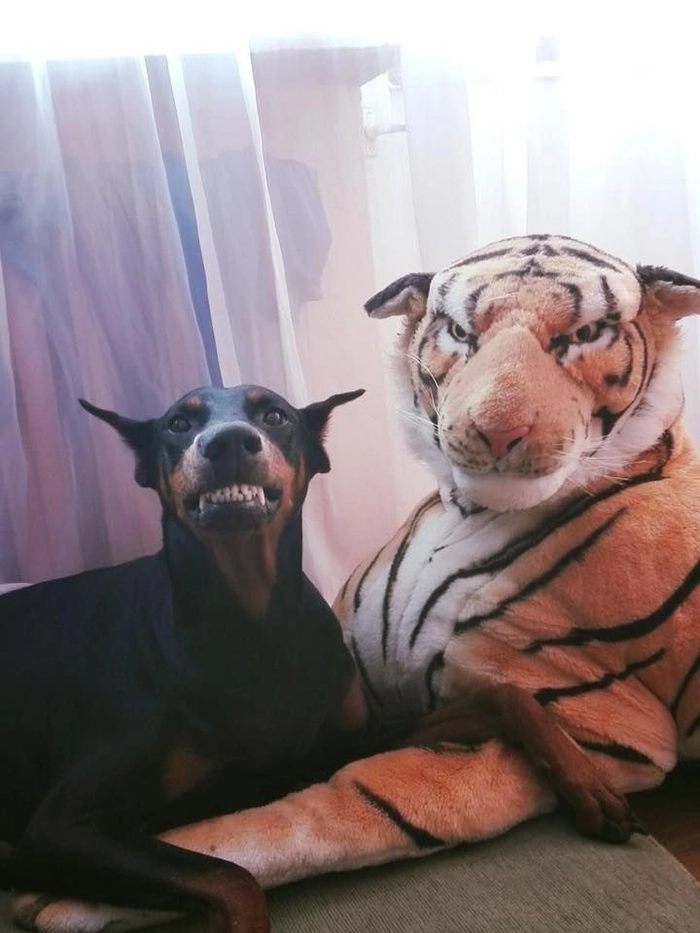 Meme chó đen cười nhẹ
