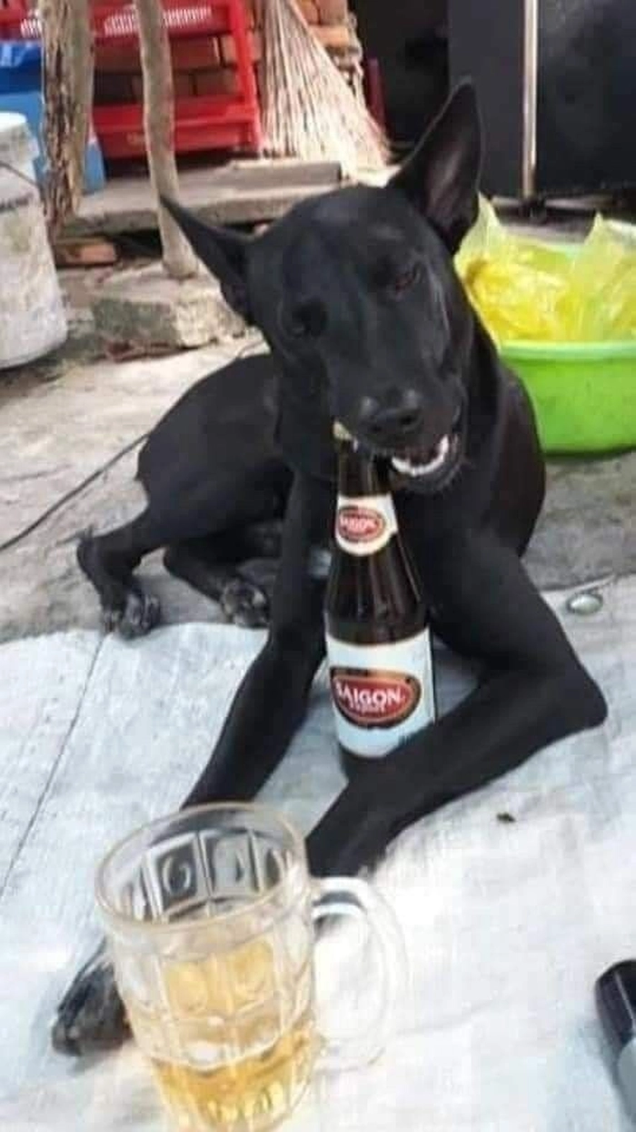 Meme chó đen say xỉn