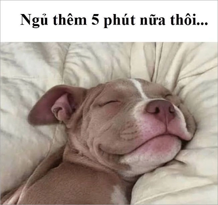 Meme chó đi ngủ
