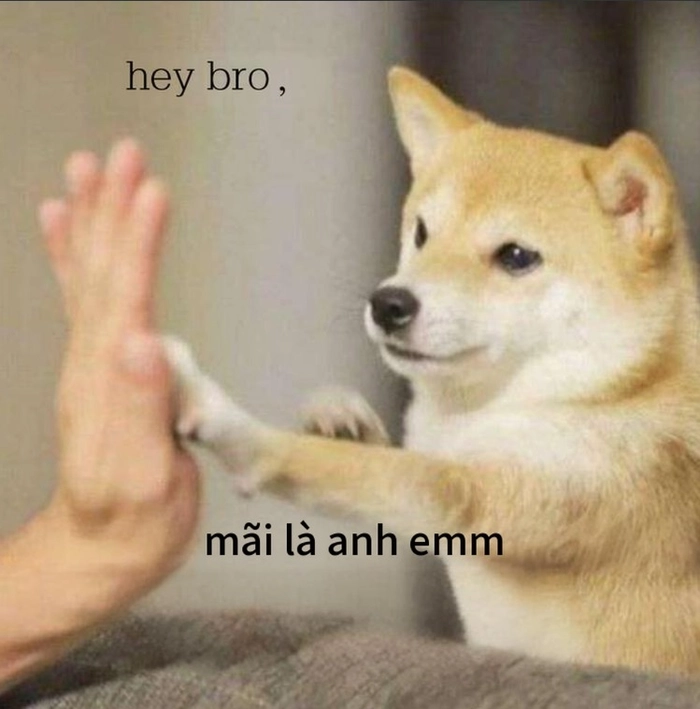 Meme chó dơ tay cute