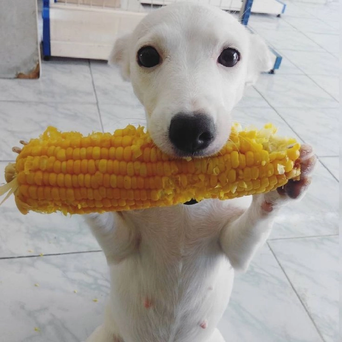 Meme chó gặm đồ ăn cute