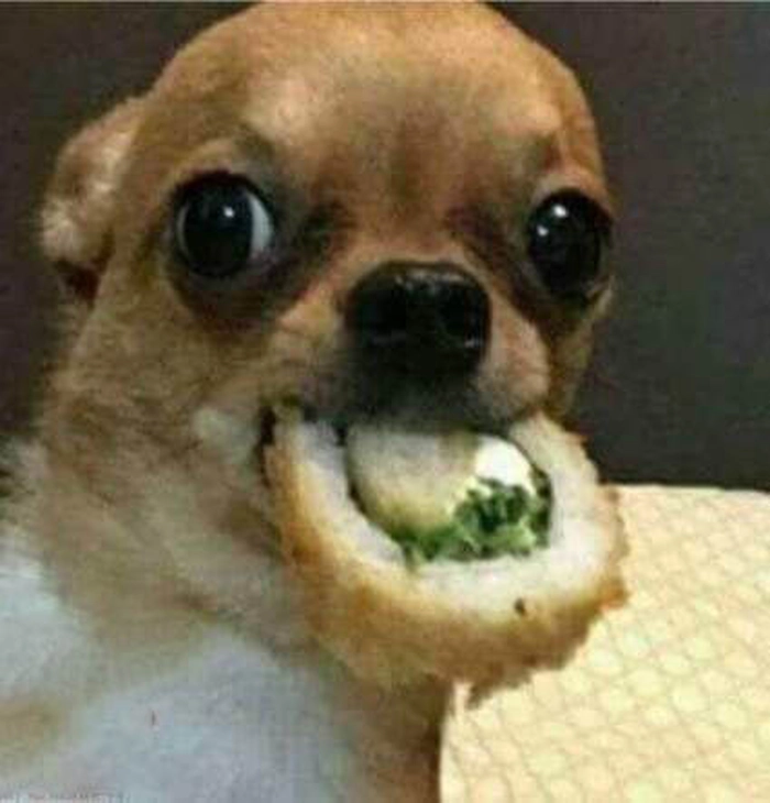 Meme chó gặm đồ ăn hài cực mạnh