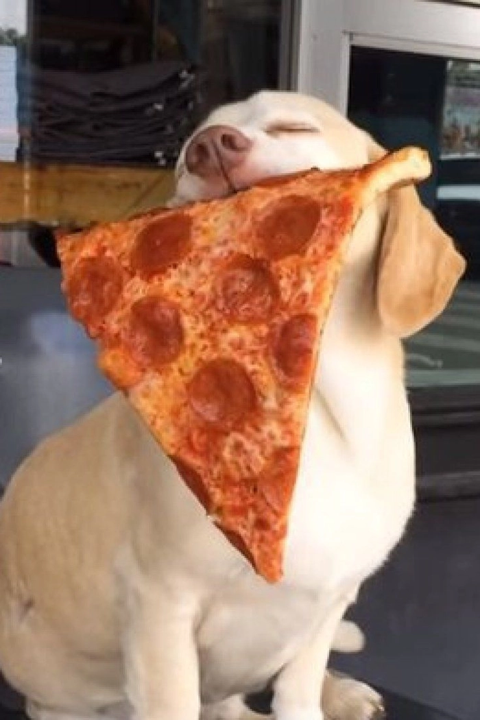 Meme chó gặm miếng pizza