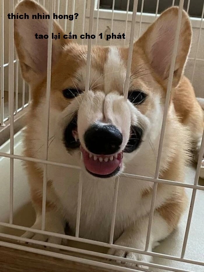 Meme chó giận cắn