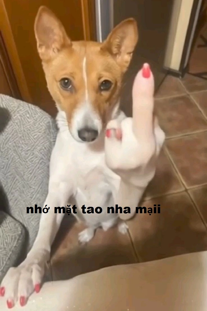 Meme chó giơ ngón giữa chế