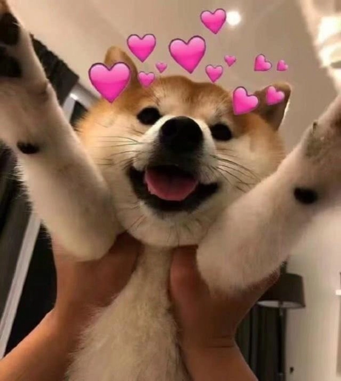 Meme chó giơ tay cute