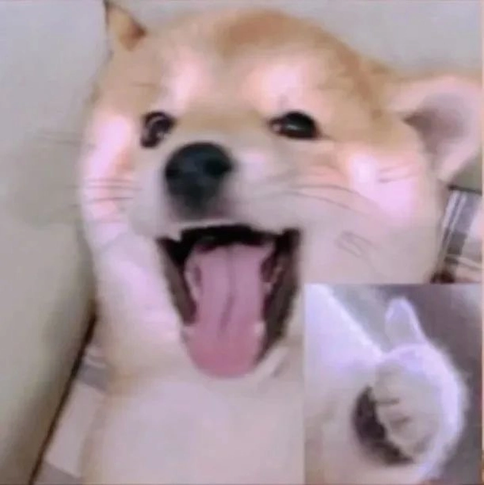 Meme chó giơ tay ngơ ngác