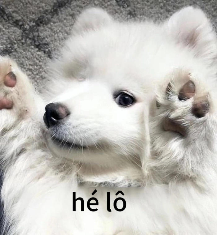 Meme chó giơ tay troll