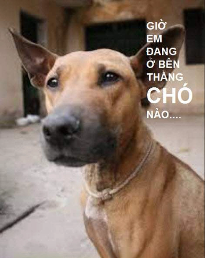 Meme chó hài ấn tượng
