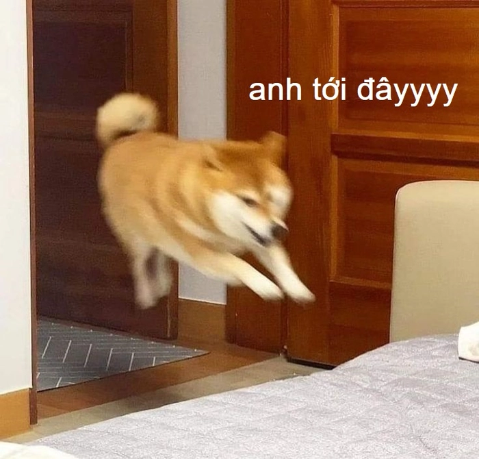 Meme chó hài khó hiểu
