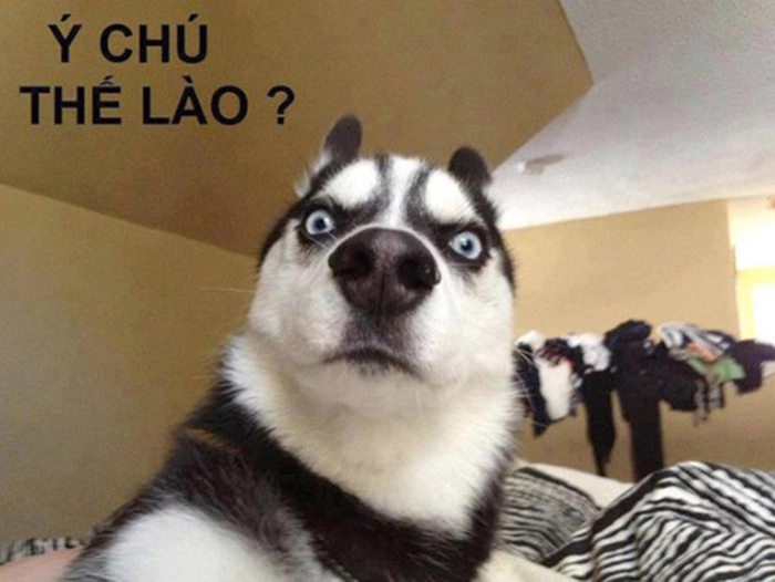 Meme chó hài ngáo ngơ