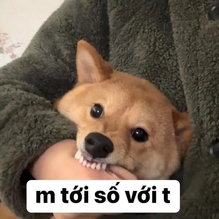 Meme chó hài nhất