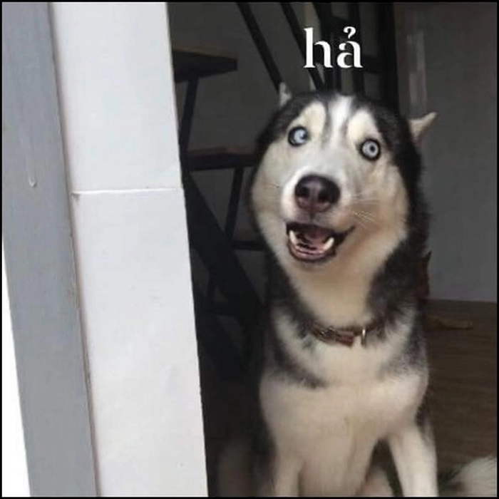 Meme chó hài troll nhẹ